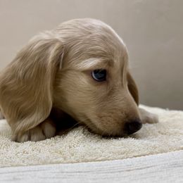 Dachshund Puppies from Island Farms Mimi’s Dachshunds Florida