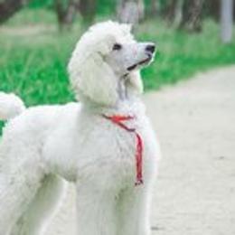 Vanilla - Goldendoodle