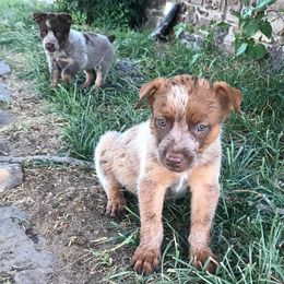 Australian Cattle Dogs from Fox Heelers