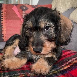 Dachshunds from Little D’s Dachshunds