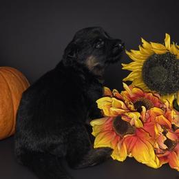 Female 1 - Black and red female German Shepherd puppy in Manton, Michigan from Schusterheim Shepherds