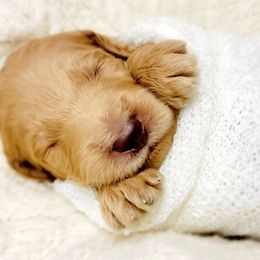 Goldendoodle Puppies from Lucky's Doodlez