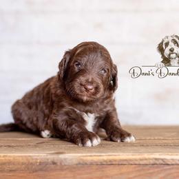 Patch - Brown and white male Aussiedoodle puppy in Roebuck, South Carolina from Dani's Dandy Doodles
