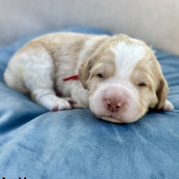 Anthony - Caramel red male Australian Labradoodle puppy in Morgan Hill, California from Loving Labradoodles