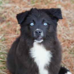 Cassy - Australian Shepherd
