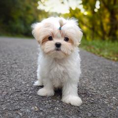 Companion Cross, Havanese, Mal-Shi, Maltese, Maltipoo, Morkie, and Shih Tzu Puppies from Seeking Shalom Acres Maltese, Maltipoos & Havamalts