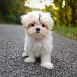 Companion Cross, Havanese, Mal-Shi, Maltese, Maltipoo, Morkie, and Shih Tzu Puppies from Seeking Shalom Acres Maltese, Maltipoos & Havamalts