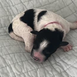 Pip - Black and white female Sheepadoodle puppy in Buford, Georgia from Guppy Puppies