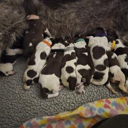 Leonberger and Spinone Italiano Puppies from Starfire Leonbergers