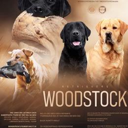 Labrador Retriever puppies from Woodstock Retrievers