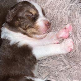 Australian Shepherd Puppies from Southern Sky Aussies