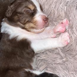 Australian Shepherd Puppies from Southern Sky Aussies