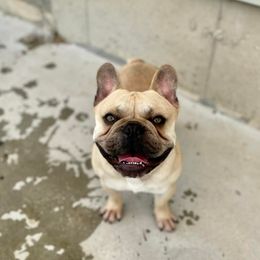 Dachshunds and French Bulldogs from Small Wonders Kennel, LLC