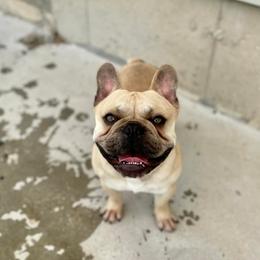 Dachshunds and French Bulldogs from Small Wonders Kennel, LLC