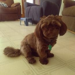 Braxton - Shih Tzu