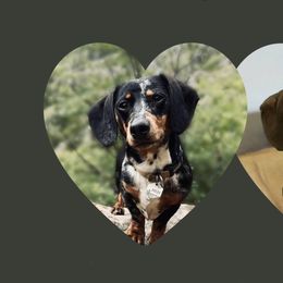 Dachshund puppies from Wilderness Weenies