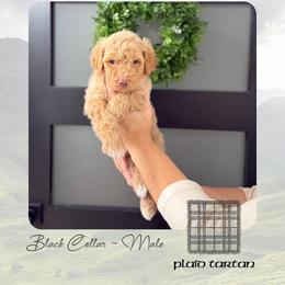 Plaid Tartan - Apricot male Goldendoodle puppy in Garland, Texas from Twilight Doodles