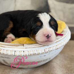 Porche - Tri-color female Bernedoodle puppy in Henry, Illinois from Rowe Farms Doodles