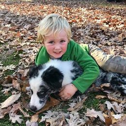 Australian Shepherd Puppies from Cannonrun Aussies