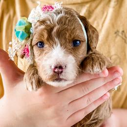Girl 3 - Goldendoodle puppy from MightyDoods