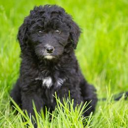 Bernedoodle puppies from Stillwater Bernedoodles
