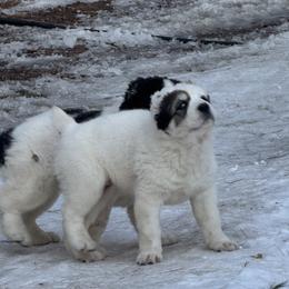 Asta - White female Central Asian Shepherd Dog puppy in East Camden, Arkansas from A Plus A