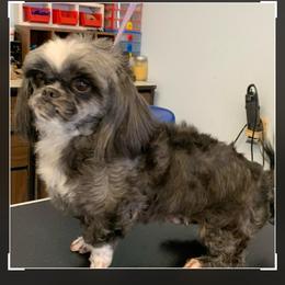 Mommy rosey - Black and white female Shih Tzu puppy in Manlius, New York from Dorothy Agrippino's Shih Tzus