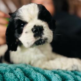 Girl 1 - Black and white female Cocker Spaniel puppy in Winchester, California from All American Cocker Spaniels