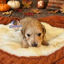 Orion - Cream male Dachshund puppy in Waverly, Ohio from Always Faithful Dachshunds