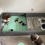 Shorkie Puppies from Strong Puppies