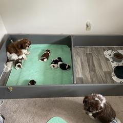 Shorkie Puppies from Strong Puppies