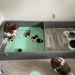 Shorkie Puppies from Strong Puppies