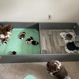 Shorkie Puppies from Strong Puppies