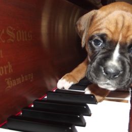 Boxer Puppies from Chippewa Valley Boxers