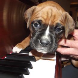 Boxer Puppies from Chippewa Valley Boxers