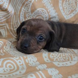 Chai - Dapple male Dachshund puppy in Cowen, West Virginia from Bennett Babies