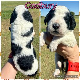Cadbury - Parti female Goldendoodle puppy in Caddo Mills, Texas from Fire Wife Doodles