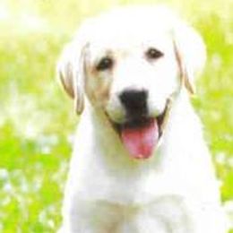 Labrador Retrievers from Casbar Labradors
