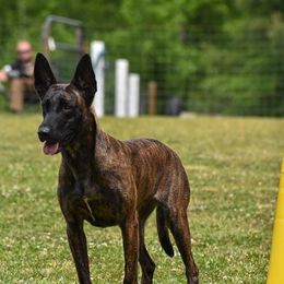 Nubie - Dutch Shepherd