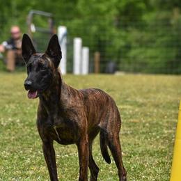 Nubie - Dutch Shepherd