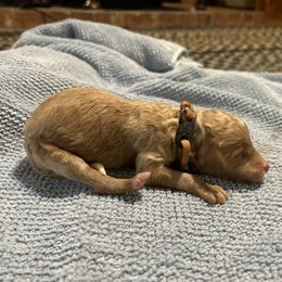 Boy 2 - male Poodle puppy in St. Johnsbury, Vermont from Poodles of the Northern Woods