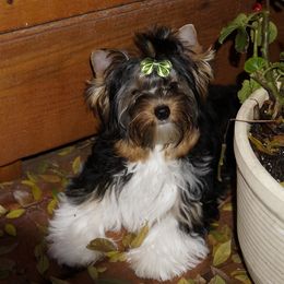 Biewer Terrier Puppies from Butterfly Biewers
