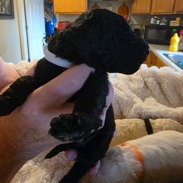 Mr. White - Black male Poodle puppy in Parachute, Colorado from shelby ealey