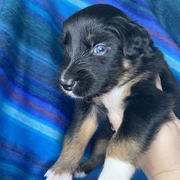 Australian Shepherd Puppies from NEK Aussies