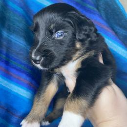 Australian Shepherd Puppies from NEK Aussies
