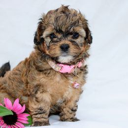 Assorted Doodle Crosses, Shihpoos, and Shih Tzus from Curls & Paws Canines