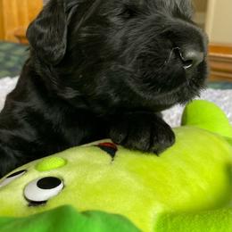 Boy 2 - Black male Black Russian Terrier puppy in Oklahoma from Ter’Avalon Kennel