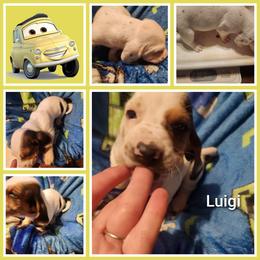 Luigi - Black white and tan male Basset Hound puppy in Mill Springs, North Carolina from Mountain View Basset Hounds