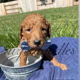 Boy 3 - Goldendoodle puppy in Redding, California from Surfer Doodles