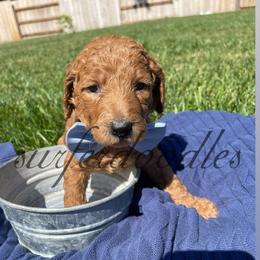 Boy 3 - Goldendoodle puppy in Redding, California from Surfer Doodles